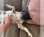 Small #2 Rat Terrier