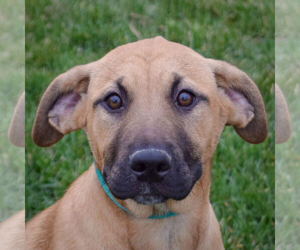 Medium Photo #1 Black Mouth Cur-German Shepherd Dog Mix Puppy For Sale in Huntley, IL, USA