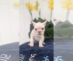 French Bulldog Puppy for sale in GOSHEN, IN, USA