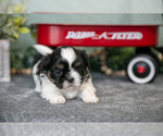 Small Photo #9 Shih Tzu Puppy For Sale in CLARE, MI, USA
