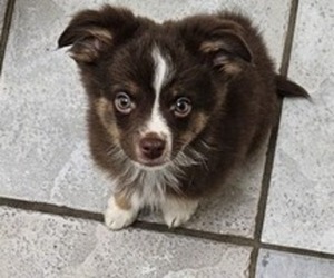 Miniature Australian Shepherd Puppy for sale in MILTON, WI, USA