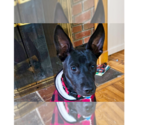 Small #10 Labrador Retriever Mix