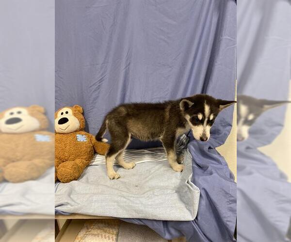 Medium Photo #1 Siberian Husky-Unknown Mix Puppy For Sale in Modesto, CA, USA