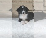 Puppy Trinity Miniature Australian Shepherd