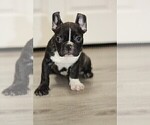 Puppy 2 French Bulldog