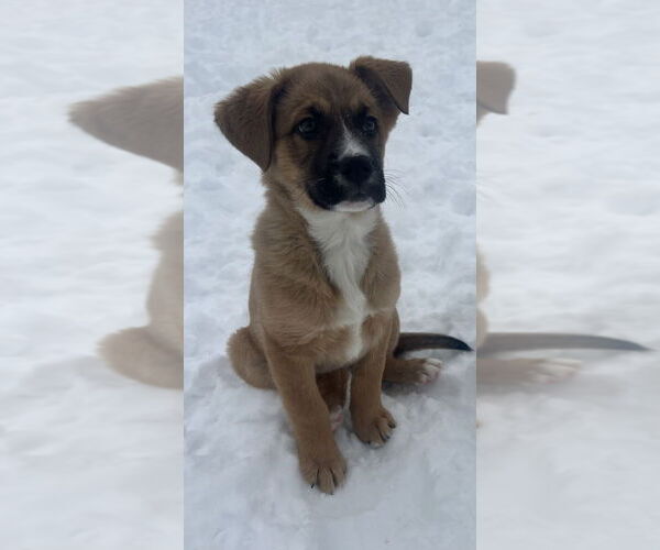 Medium Photo #4 Retriever -Unknown Mix Puppy For Sale in Aurora, IN, USA