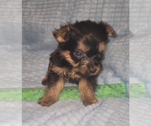 Medium Photo #215 Yorkshire Terrier Puppy For Sale in AKRON, OH, USA