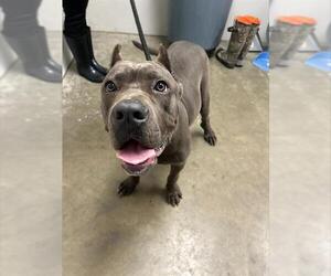 Mutt Dogs for adoption in Rosenberg, TX, USA