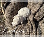 Small #12 Poochon