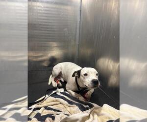 American Staffordshire Terrier Dogs for adoption in San Antonio, TX, USA