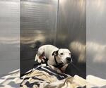 Small American Staffordshire Terrier