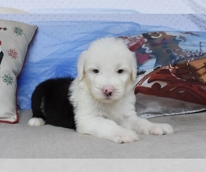 Old English Sheepdog Puppy for sale in MARIONVILLE, MO, USA