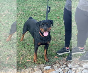 Rottweiler Dogs for adoption in Louisville, KY, USA