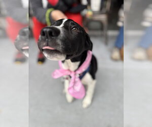 Roscoe - Male Labrador Retriever-Unknown Mix Dog for Adoption - Photo #3