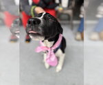Small Photo #3 Labrador Retriever-Unknown Mix Puppy For Sale in Holly Springs, NC, USA