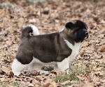 Puppy Kimber Akita