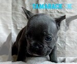 Small #2 French Bulldog
