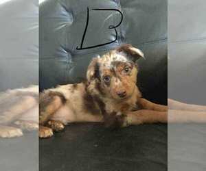 Australian Shepherd-Chihuahua Mix Puppy for sale in FORT COLLINS, CO, USA