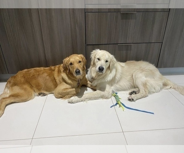 Medium Photo #2 Golden Retriever Puppy For Sale in MIAMI, FL, USA
