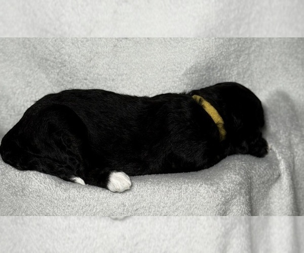 Medium Photo #49 Goldendoodle Puppy For Sale in HOWARD CITY, MI, USA