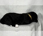 Small Photo #49 Goldendoodle Puppy For Sale in HOWARD CITY, MI, USA