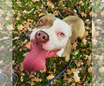 Small #1 American Pit Bull Terrier-Bulldog Mix