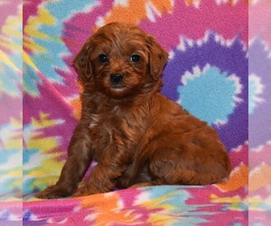 Goldendoodle-Poodle (Miniature) Mix Puppy for sale in SUNBURY, PA, USA