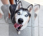 Small Photo #3 Siberian Husky Puppy For Sale in Cumming, GA, USA