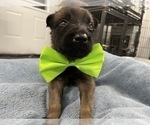 Small Photo #96 Belgian Malinois Puppy For Sale in REESEVILLE, WI, USA