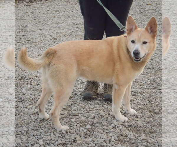 Medium Photo #2 German Shepherd Dog-Unknown Mix Puppy For Sale in Huntley, IL, USA
