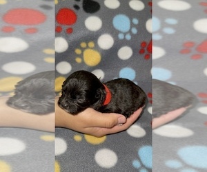 ShihPoo Puppy for sale in RALEIGH, NC, USA