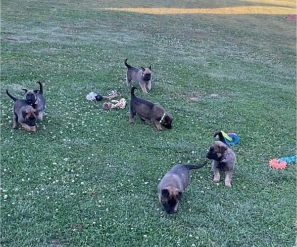Medium Photo #1 Belgian Malinois Puppy For Sale in LINCOLNTON, NC, USA
