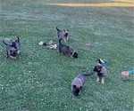 Small Belgian Malinois
