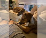 Small #6 Dachshund Mix