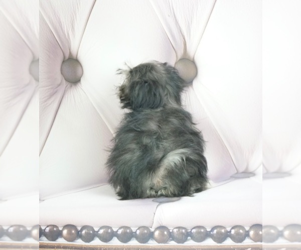 Medium Photo #3 Zuchon Puppy For Sale in WARSAW, IN, USA