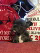 Small Photo #2 French Bulldog Puppy For Sale in PURDY, MO, USA