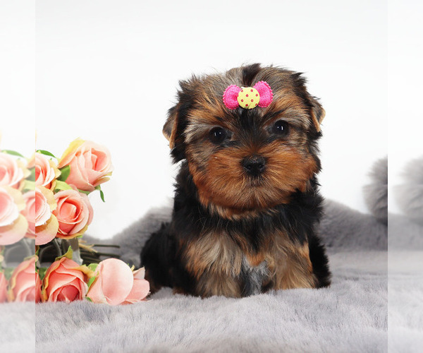 Medium Photo #3 Yorkshire Terrier Puppy For Sale in LOS ANGELES, CA, USA