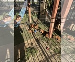 Small Photo #18 Rhodesian Ridgeback Puppy For Sale in RIVERSIDE, CA, USA