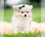 Small Photo #48 Pomeranian Puppy For Sale in WARSAW, IN, USA
