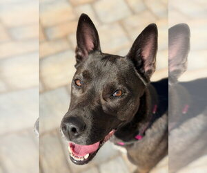 Flash - Female American Pit Bull Terrier-Siberian Husky Mix Dog for Adoption - Photo #5