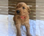 Small Photo #10 Goldendoodle Puppy For Sale in DAYTON, VA, USA