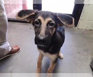 German Shepherd Dog-Unknown Mix Dogs for adoption in Tulsa, OK, USA