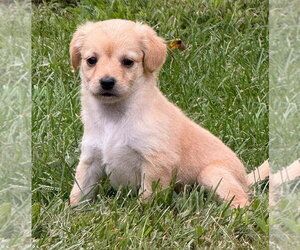 Carlie (AL) - Female Chihuahua-Unknown Mix Dog for Adoption - Photo #7