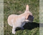 Small Photo #3 French Bulldog Puppy For Sale in NISKAYUNA, NY, USA