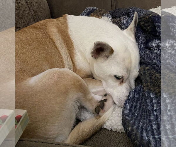 Medium Photo #3 Jack Russell Terrier-Unknown Mix Puppy For Sale in Rustburg, VA, USA