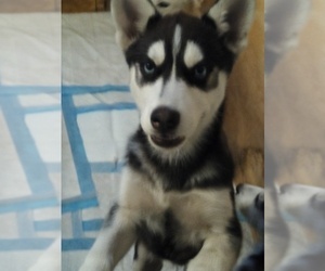 Siberian Husky Puppy for sale in JACKSONVILLE, FL, USA