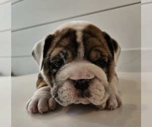 English Bulldog Puppy for sale in SAINT CHARLES, IL, USA