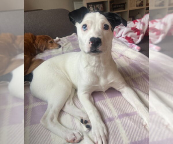 Medium Photo #11 Mutt Puppy For Sale in Princeton, MN, USA