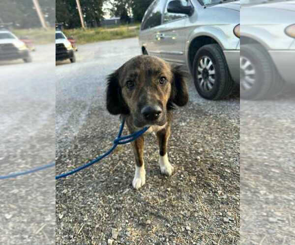 Medium Photo #1 Labrador Retriever-Unknown Mix Puppy For Sale in Evansville, IN, USA