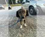 Small Labrador Retriever Mix